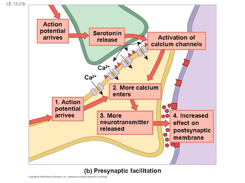 LE 12-21b Presynaptic facilitation Action potential arrives Activation of calcium channels Ca2+ Ca2+ 1.